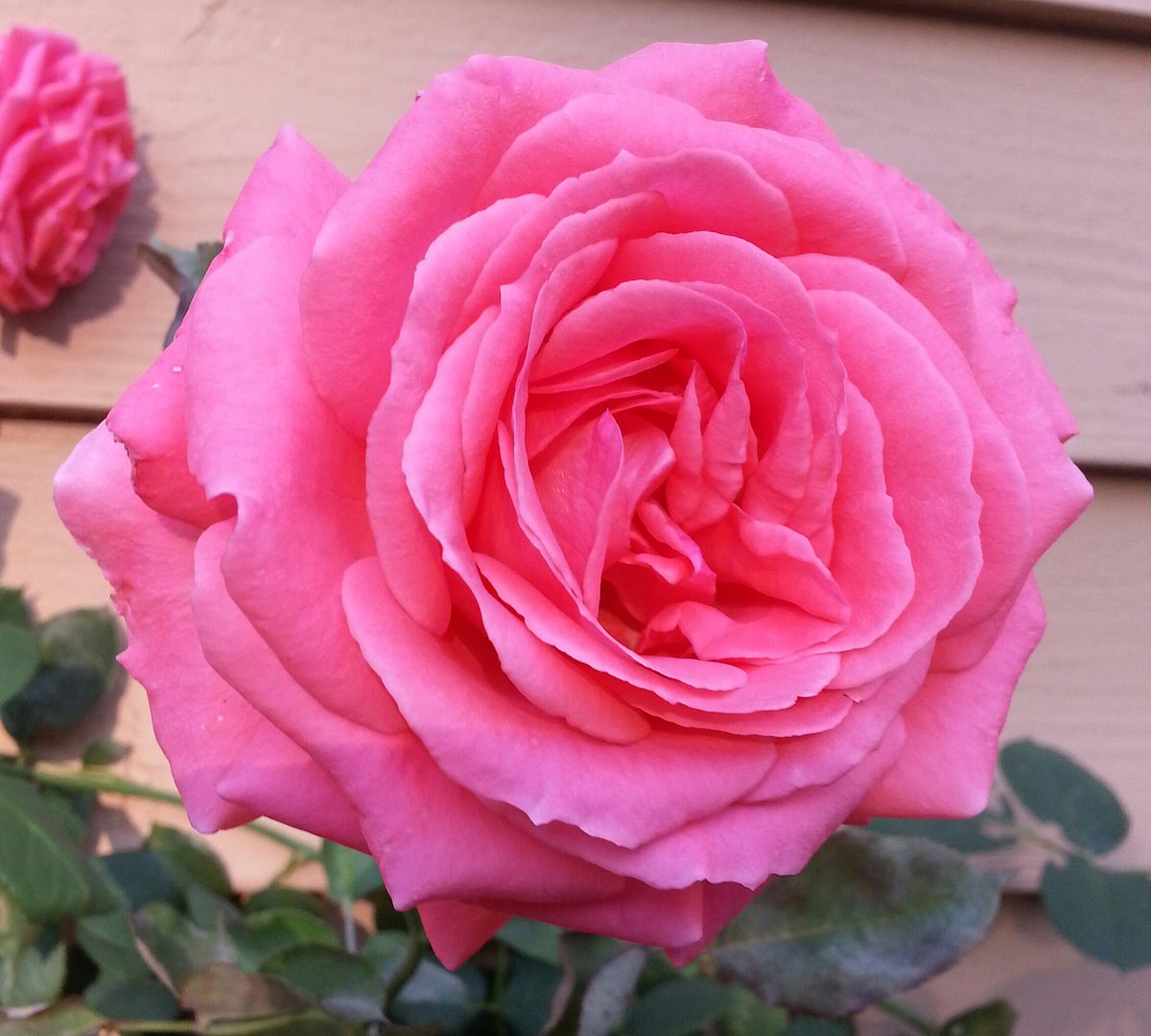  photo 20140928_164514-1_zpshiutaq2u.jpg